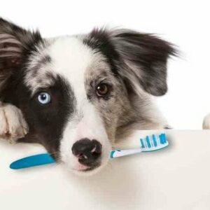 Hygiena čištění zubů